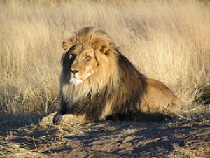 270px-lion_waiting_in_namibia.jpg