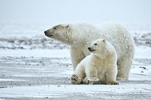 260px-polar_bear_anwr_1.jpg